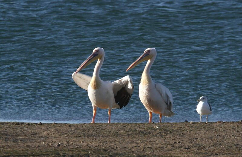 Pelican blanc_Iwik_Mauritanie_XRu-2