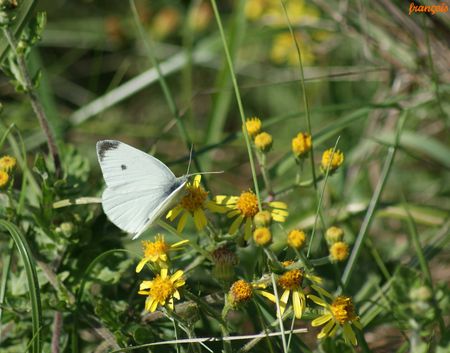 papillon_tp_beau