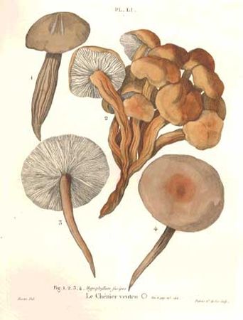 PAULE1790P