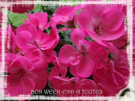 géraniums roses bon week-end à toutes