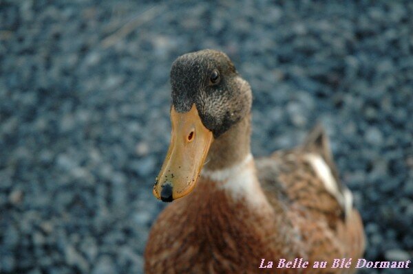 Canard islandais très curieux.