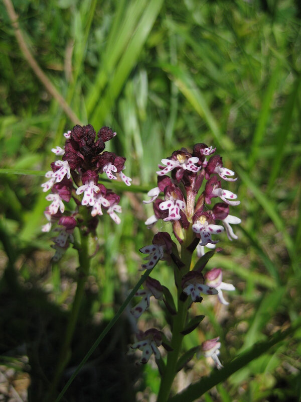 orchis brûlée