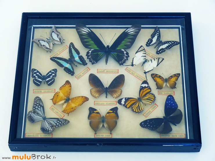 Cadre-PAPILLONS-NATURALISES-1-muluBrok-Vintage
