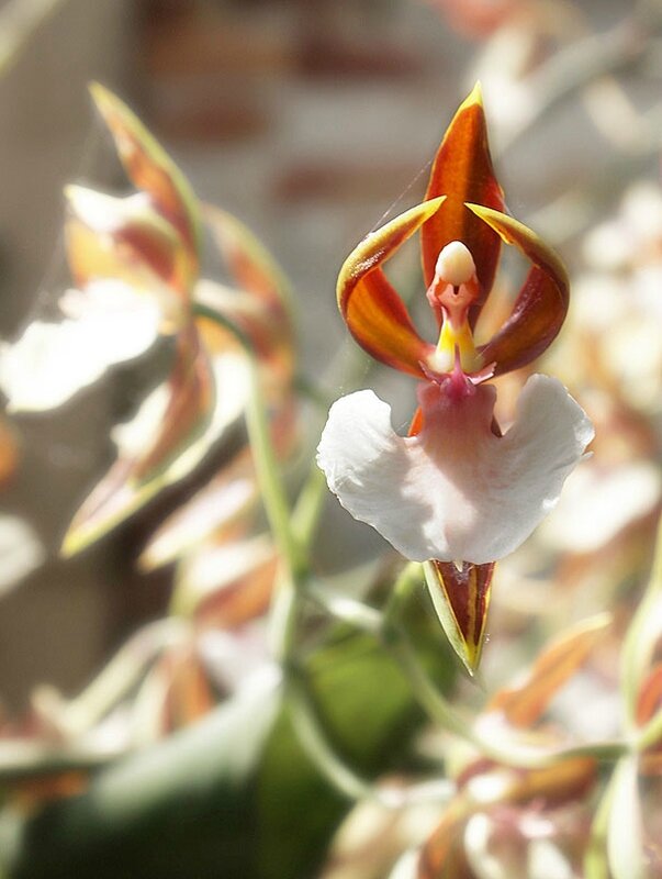 orchidees-pareidolia-fleurs-atypiques-33[1]