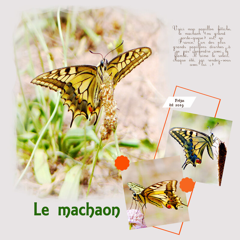 Machaon---Template-4-lady22