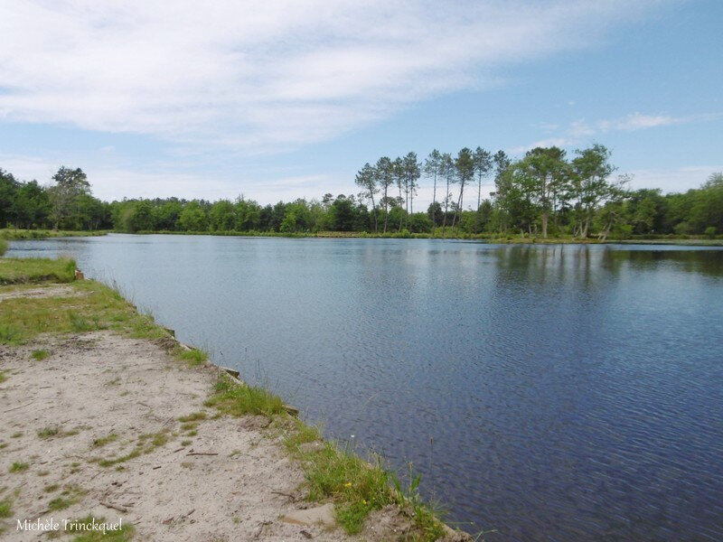 Etang de la Glacière 080618