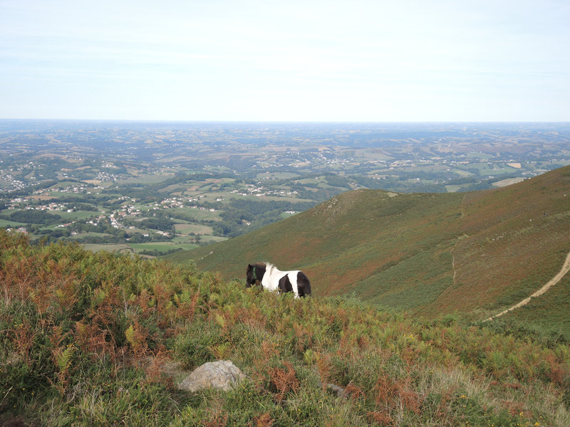 Mont Ursuya, à travers champs, pottoks et panorama