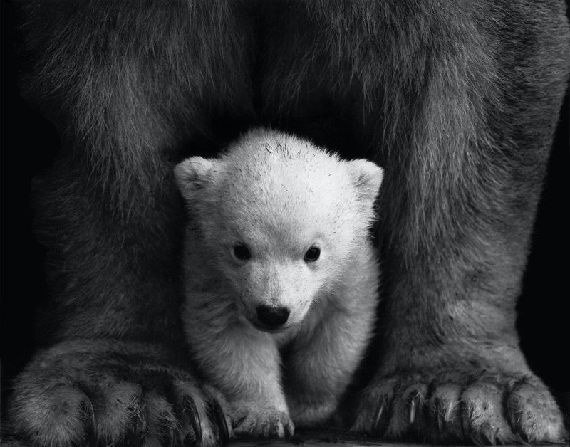 polar-bear_3