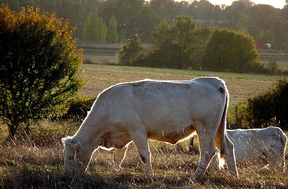 vaches_soleil_couchant