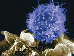 cellule_virus_vih