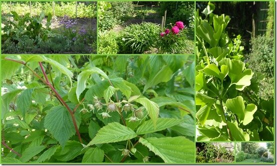 jardin 24 mai 20201
