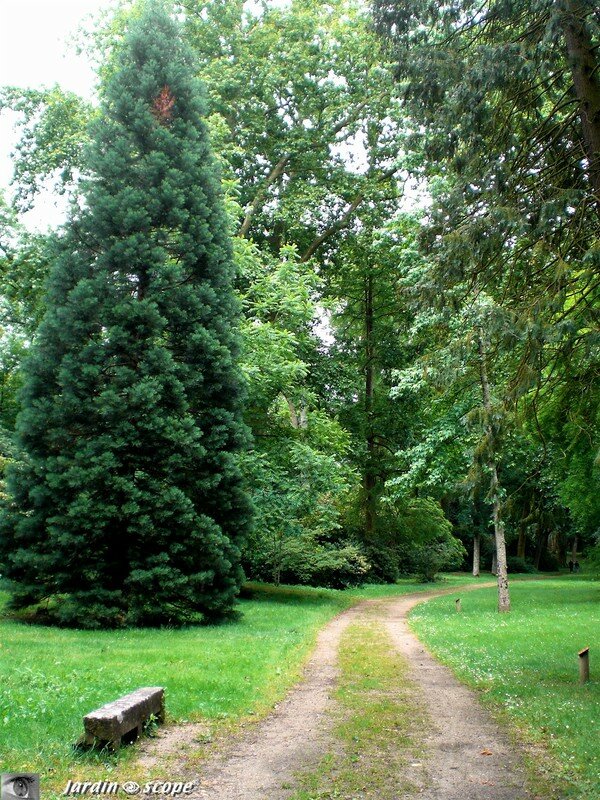 A l'arboretum de Chateauneuf-sur-Loire
