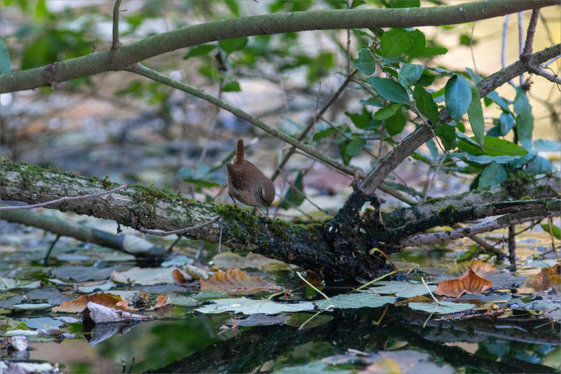 Oiseau troglodyte 4 131222