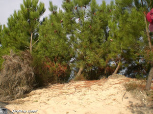 Foret_de_fixation_de_dune