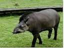 TN_tapir