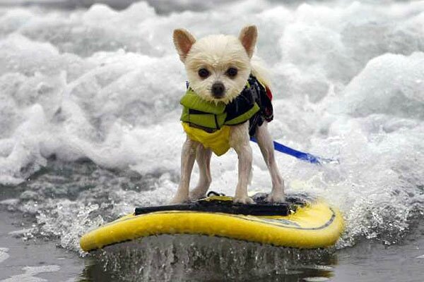 chiens surfeurs USA 2