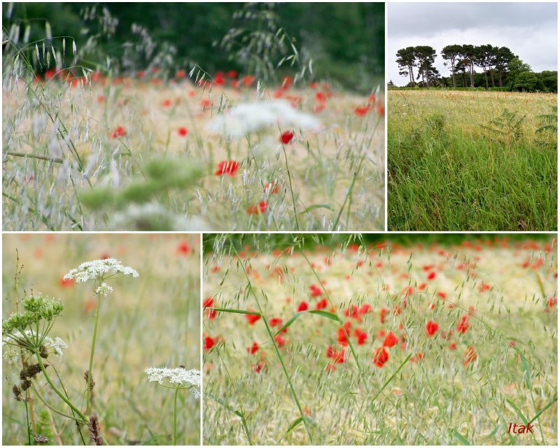 coquelicots