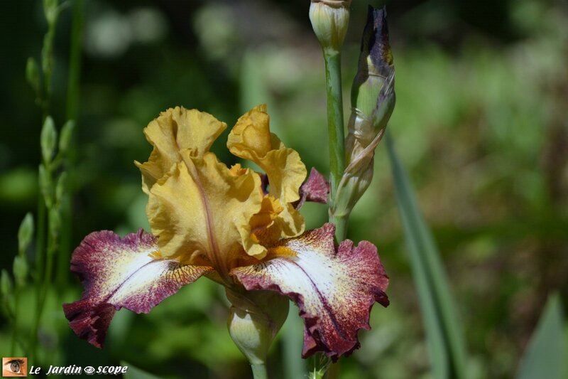 Iris-flamenco