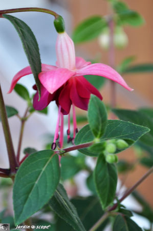 Fuchsia_sp