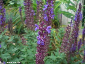 Salvia nemerosa Blaukönigin