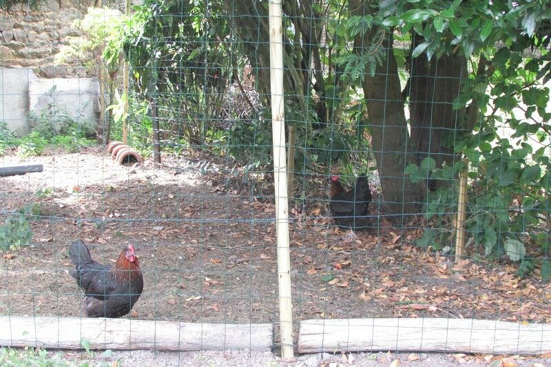 poules dimanche 28