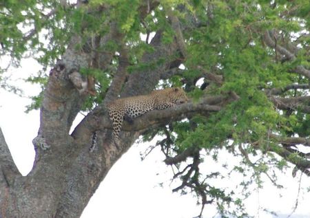 le magnifique leopard mangeant sa proie