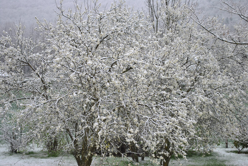 DSC_0008