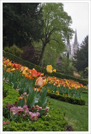 tulipes_JP_Niort_pluie_2_120409