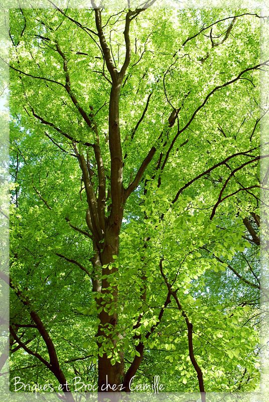 2013 05 05 - Forêt de Compiègne