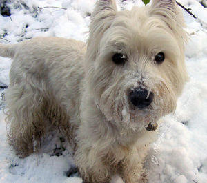 chien