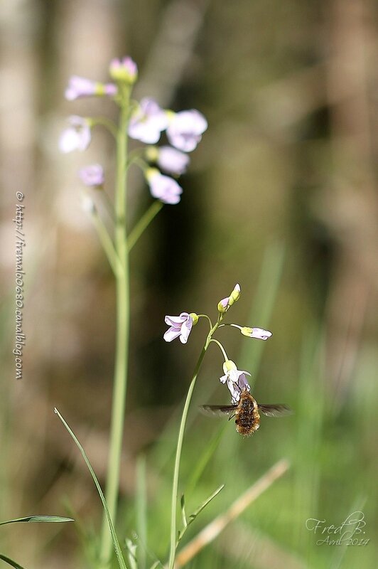 Bombylius major