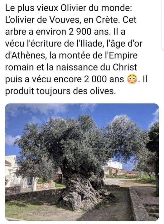 LE PLUS VIEUX OLIVIER DU MONDE ! Union des Ecrivains Vosgiens