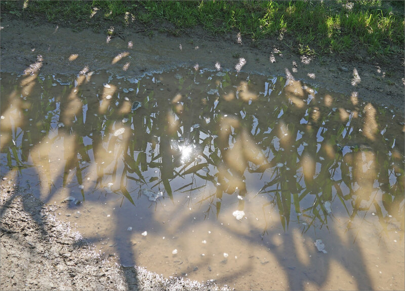 Maïs 140720 lumix 10 flaque reflet ym