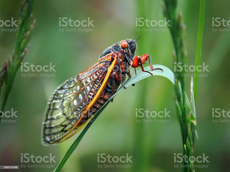 istockphoto-105073456-1024x1024