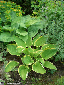 Hostas_2