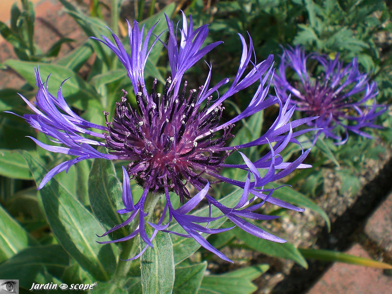 Centaurée des montagnes  •  Centaurea montana