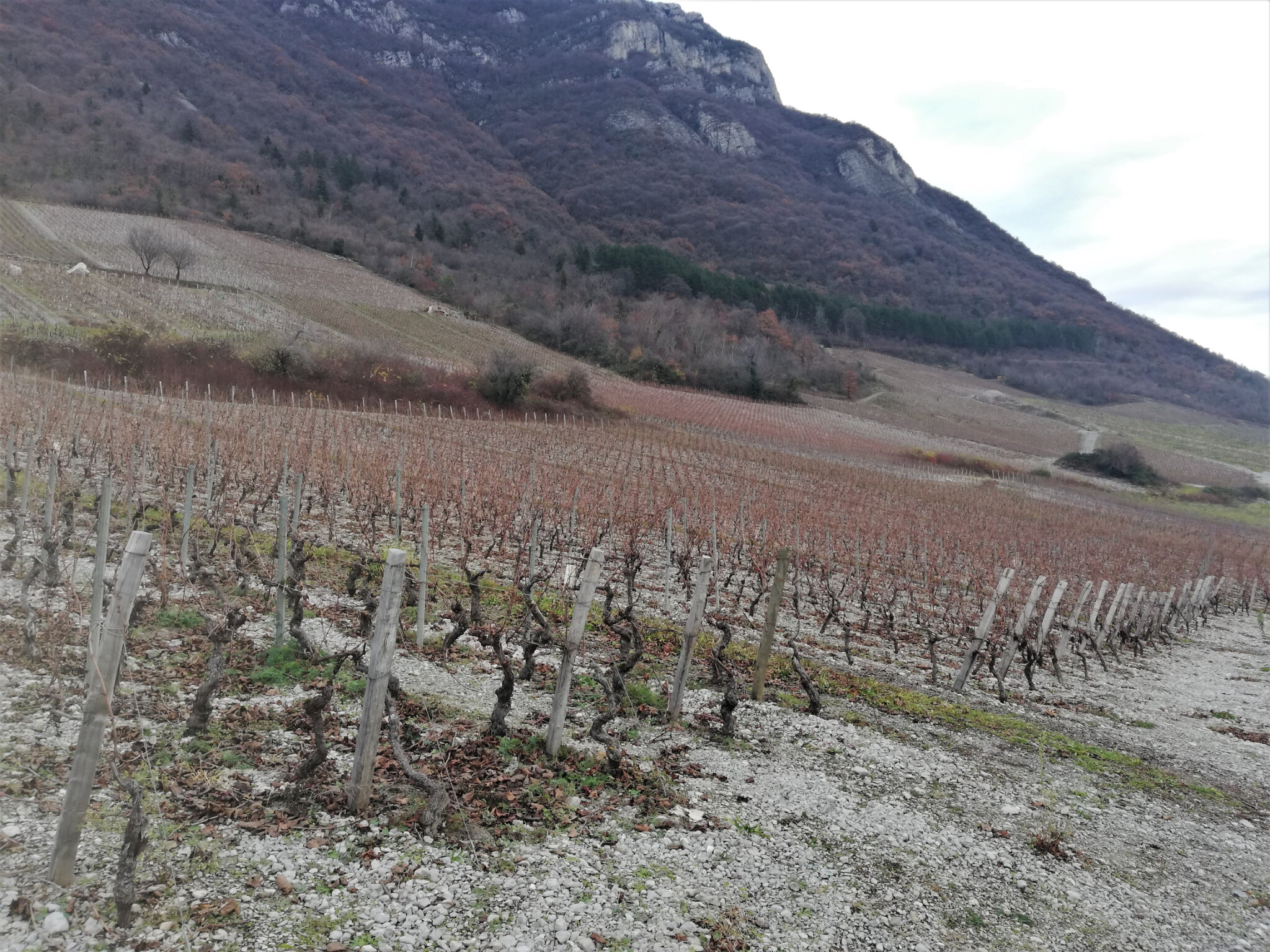 Vignes Chignin 2020 12 17 (24)