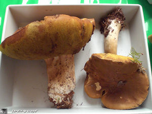 Cèpe de Bordeaux • Boletus edulis