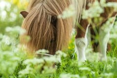 cheval-à-jambes-blanc-de-brown-au-printemps-25878916