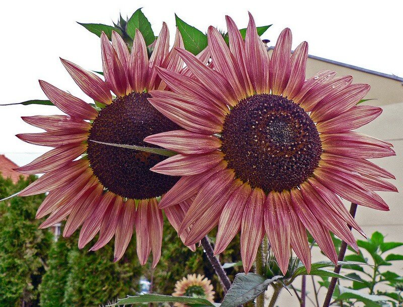 tournesol