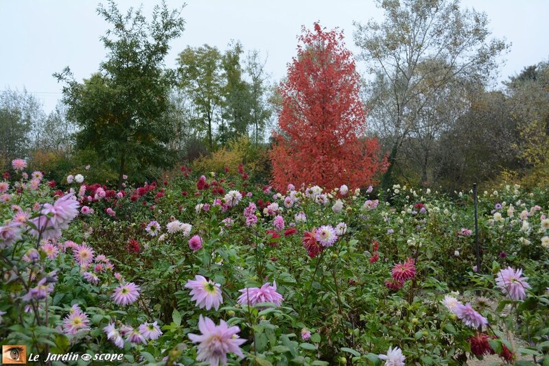 Spirale-de-dahlias