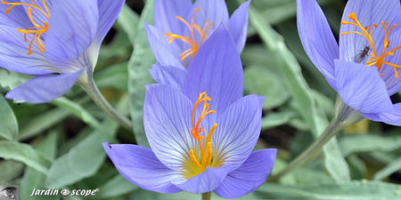 Crocus speciosus