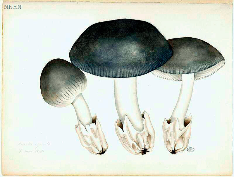 11 Amanita vaginata 6 mars 1893 Planche n°18