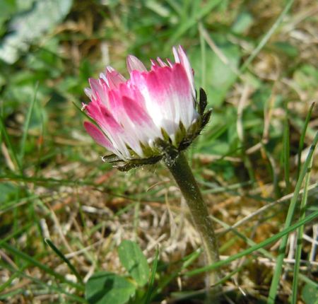 Paquerette