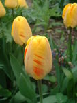 Tulipes_jaunes_stri_es_de_rouge