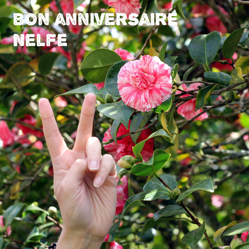 annif nelfe