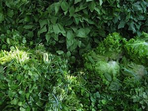 salades
