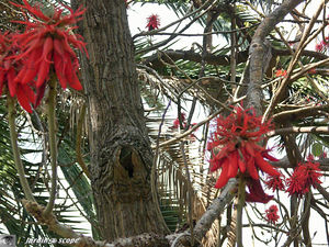 9086_Erythrina_abyssinica