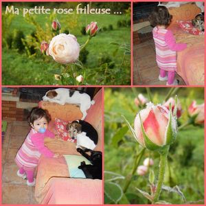 Rose_frileuse