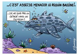 Requin baleine